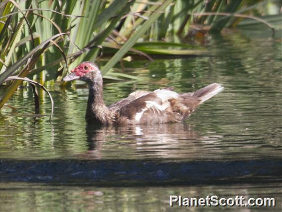 Muscovy Duck (Cairina moschata) - Female Domestic Type
