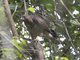 Roadside Hawk (Buteo magnirostris)
