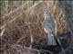 Gray Shrike-thrush (Colluricincla harmonica)