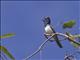 Leaden Flycatcher (Myiagra rubecula) - Male