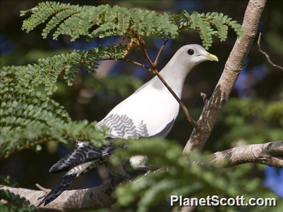 Torresian Imperial-Pigeon (Ducula spilorrhoa)