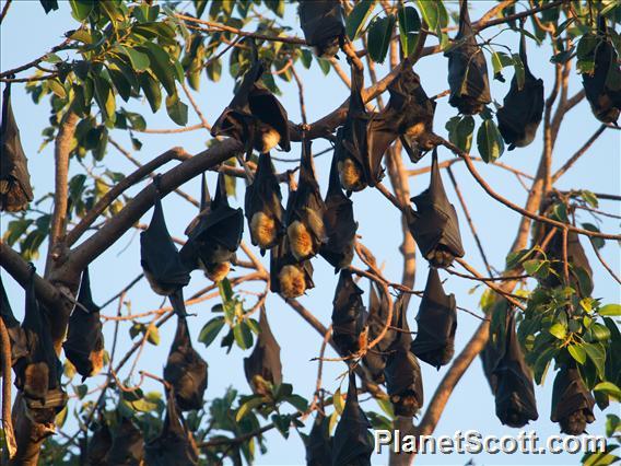 Spectacled Flying Fox (Pteropus conspicillatus)