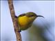 Olive-backed Sunbird (Cinnyris jugularis) - Female