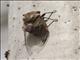 Deafening Cicada