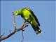 Red-winged Parrot (Aprosmictus erythropterus) - Male