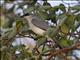 White-bellied Cuckooshrike (Coracina papuensis)