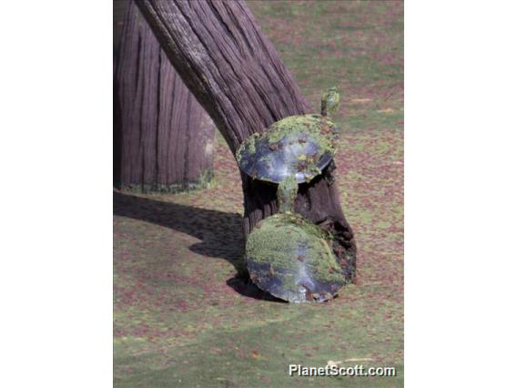 Kreffts Short-necked Turtle (Emydura krefftii)