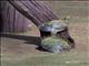 Kreffts Short-necked Turtle (Emydura krefftii)