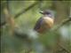 Bowers Shrike-thrush (Colluricincla boweri)