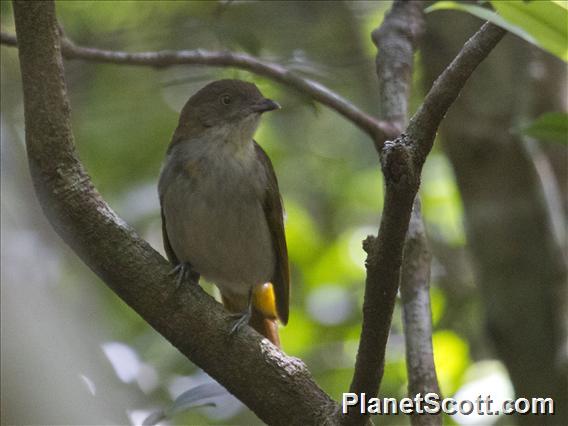 Golden Bowerbird (Amblyornis newtoniana)