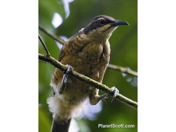 Victoria's Riflebird (Ptiloris victoriae) - Female