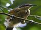 Victorias Riflebird (Ptiloris victoriae) - Female