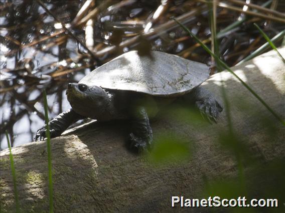Saw-shelled Turtle (Myuchelys latisternum)