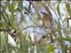 Leaden Flycatcher (Myiagra rubecula) - Female