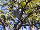 Gray Shrike-thrush (Colluricincla harmonica harmonica)