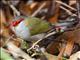 Red-browed Firetail (Neochmia temporalis)