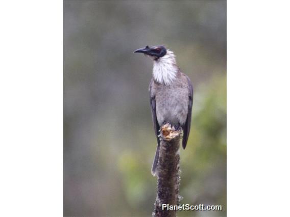 Noisy Friarbird (Philemon corniculatus)