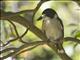 Gray Butcherbird (Cracticus torquatus)