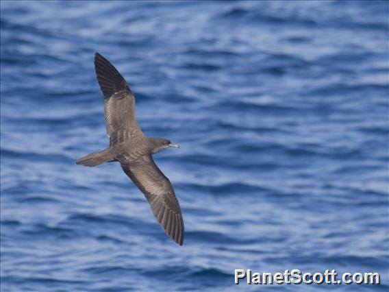 Wedge-tailed Shearwater (Ardenna pacifica)