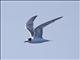 Common Tern (Sterna hirundo) - Non-breeding