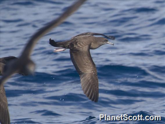 Wedge-tailed Shearwater (Ardenna pacifica)