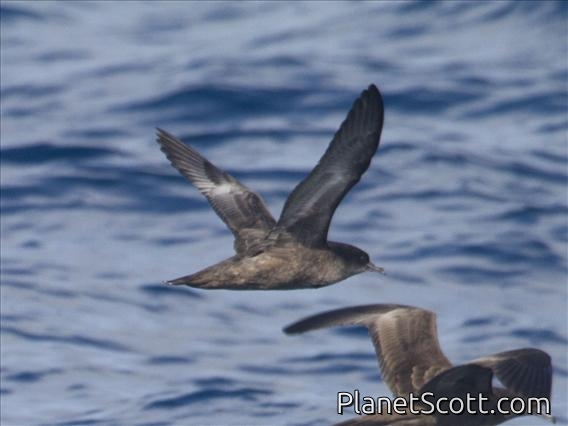 Shorttailed Shearwater (Ardenna tenuirostris)