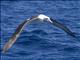 White-Capped Albatross (Thalassarche cauta)