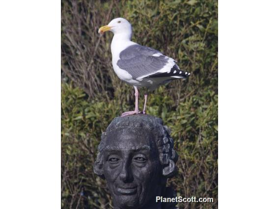 Western Gull (Larus occidentalis) on Statue