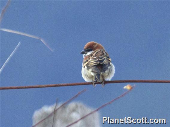 Russet Sparrow (Passer cinnamomeus)