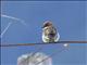 Russet Sparrow (Passer rutilans)