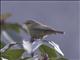 Tickells Leaf-Warbler (Phylloscopus affinis)
