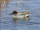 Green-winged Teal (Anas crecca) - Male