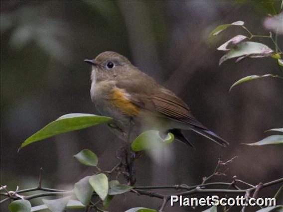Red-flanked Bluetail Bird Facts (Tarsiger cyanurus)