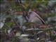 Ashy-throated Parrotbill (Sinosuthora alphonsiana)