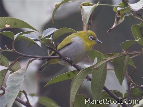 Oriental White-eye (Zosterops palpebrosus)