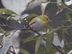 Oriental White-eye (Zosterops palpebrosus)