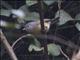 Yunnan Fulvetta (Alcippe fratercula)