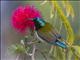 Fork-tailed Sunbird (Aethopyga christinae)