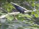 Greater Racket-tailed Drongo (Dicrurus paradiseus)