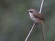 Gray Bushchat (Saxicola ferreus)