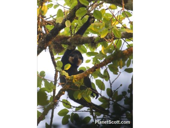 Yellow-cheeked Gibbon (Hylobates gabriellae)
