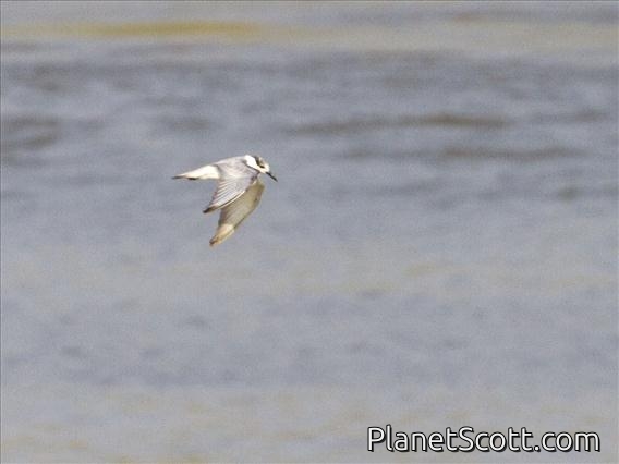 Whiskered Tern (Chlidonias hybrida)