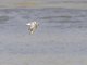 Whiskered Tern (Chlidonias hybrida)