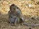 Long-tailed Macaque (Macaca fascicularis) - Female
