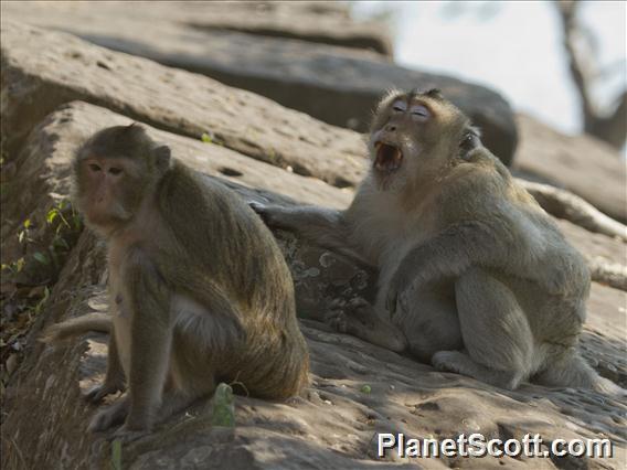 Long-tailed Macaque (Macaca fascicularis)