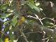 Black-crested Bulbul (Pycnonotus flaviventris)