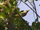 Black-naped Oriole (Oriolus chinensis)