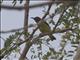 Plain-throated Sunbird (Anthreptes malacensis)