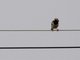 Asian Pied Starling (Gracupica contra)