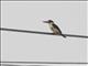 Black-capped Kingfisher (Halcyon pileata)